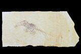 Large, Jurassic, Fossil Shrimp (Aeger) - Solnhofen Limestone #108918-1